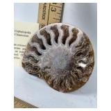 AMMONITE FOSSIL, MADAGASCAR