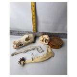 REPRODUCTION SKULLS AND JAW BONES