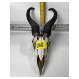 REPLICA SPRINGBOK SKULL