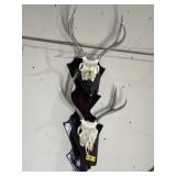 DUEL STACKING ANTLER DISPLAY, 32" L, MINOR DAMAGE