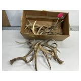 BOX OF SEVERAL SMALL ANTLERS