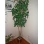 ARTIFICIAL FICUS TREE / LR