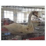 CERAMIC SWAN