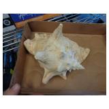 CONCH SHELL