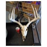 DEER SKULL W ANTLERS