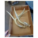 DEER ANTLERS