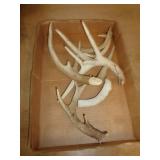 DEER ANTLERS