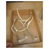 DEER ANTLERS