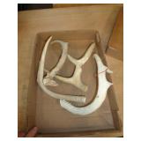 DEER ANTLERS
