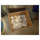 SEASHELLS / BMTR