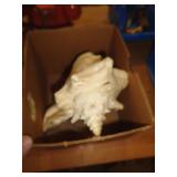 CONCH SHELL / BMTR