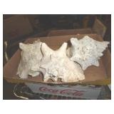 CONCH SHELLS