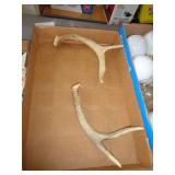 DEER ANTLERS
