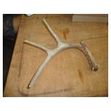 DEER ANTLER