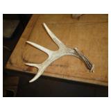 DEER ANTLER