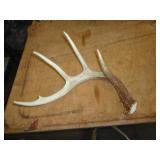 DEER ANTLER