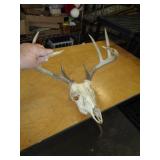 FULL SKULL DEER ANTLER SET / UT