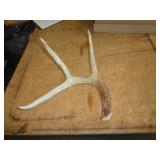 DEER ANTLER