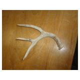 DEER ANTLER