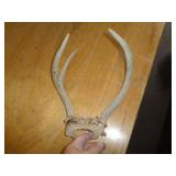 DEER ANTLERS