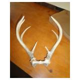 DEER ANTLERS