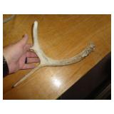 DEER ANTLER