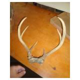 DEER ANTLERS