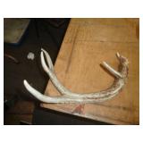 DEER ANTLER