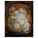 SEASHELLS MOSTLY SAND DOLLARS
