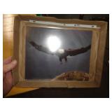 EAGLE PRINT