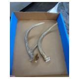 DEER ANTLERS