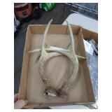DEER ANTLERS