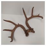10+ POINT DEER RACK