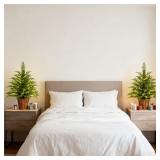 PAIR OF 24" PRE-LIT CYPRESS XMAS TREES