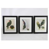 Bird Prints In Black Frames