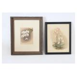 Botanical Prints Of Orchids And Flowers