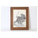 Framed Raccoon Print By Dietmar Krumrey
