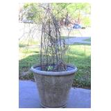 Decorative Concrete Planter With Trellis And Plant
