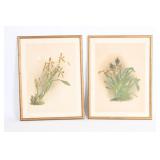Pair Of Framed Botanical Prints