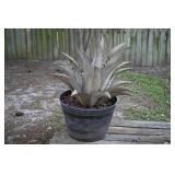 Potted Metal Agave Plant Sculpture