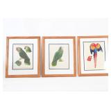 Framed Parrot Prints