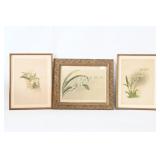 Framed Botanical Orchid Prints (3)