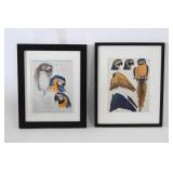 Pair Of Framed Macaw Bird Prints