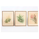 Three Framed Botanical Prints