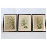 Framed Orchid Botanical Botanical Prints