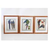 Framed Parrot Prints