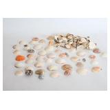 Seashells