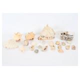 Sea Shells
