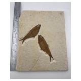 Fish Fossil from Montana Indian Artifact Arrowhead