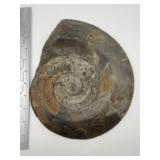 Snail Fossil from Montana Indian Artifact Arrowhea